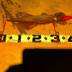 またまたヤリイカ