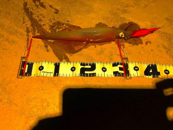 またまたヤリイカ