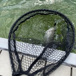 亀岡市で鱒釣り