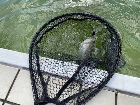 亀岡市で鱒釣り