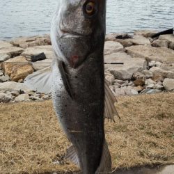 コノシロパターン