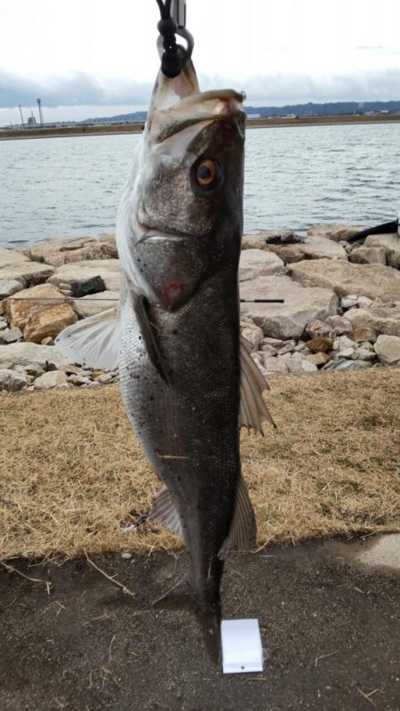 コノシロパターン