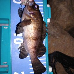 激渋メバリング