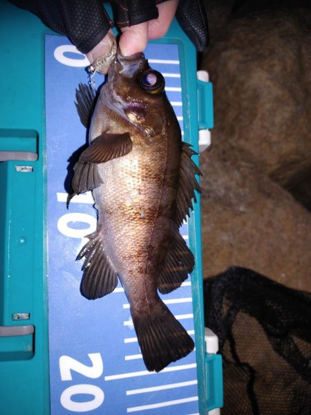 激渋メバリング