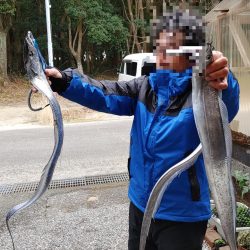 太刀魚入れ食い。