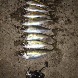 久しぶりの尺アジ