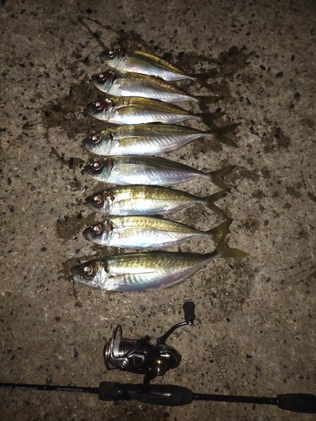 久しぶりの尺アジ