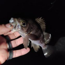 新春メバリング