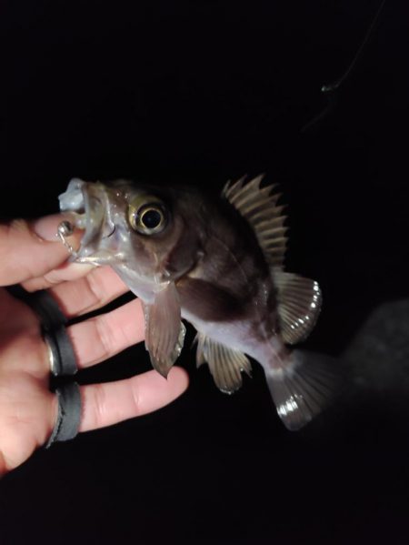 新春メバリング