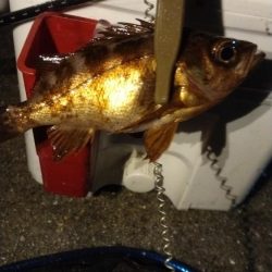 アジ狙いでメバル