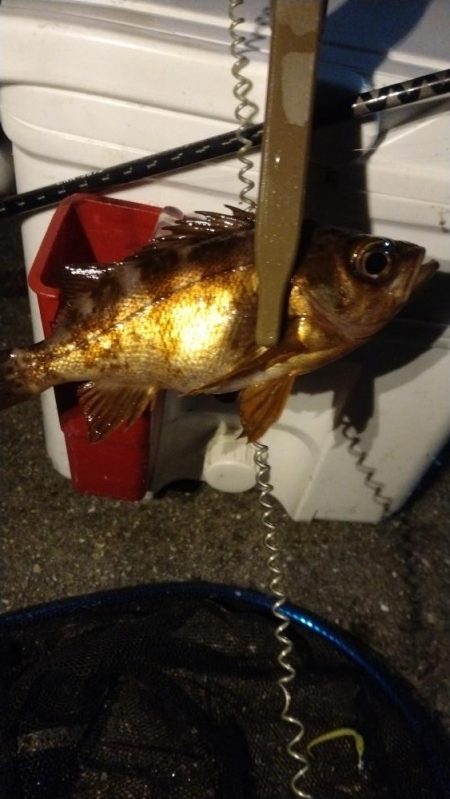 アジ狙いでメバル