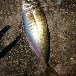 気温も釣果も寒く