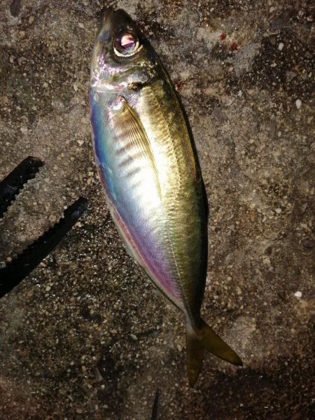 気温も釣果も寒く