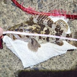 2022/01/01 南港ヘチ釣り