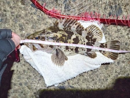 2022/01/01 南港ヘチ釣り