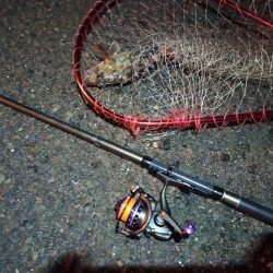 2022/01/02 南港ライトゲーム釣行