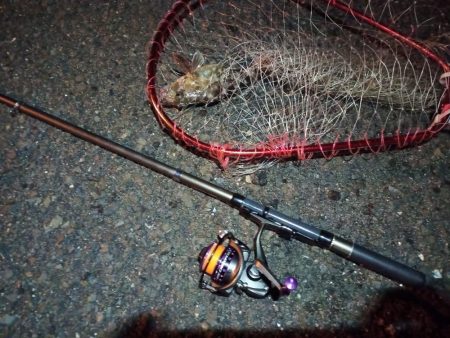 2022/01/02 南港ライトゲーム釣行