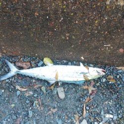 白杉サゴシ続報