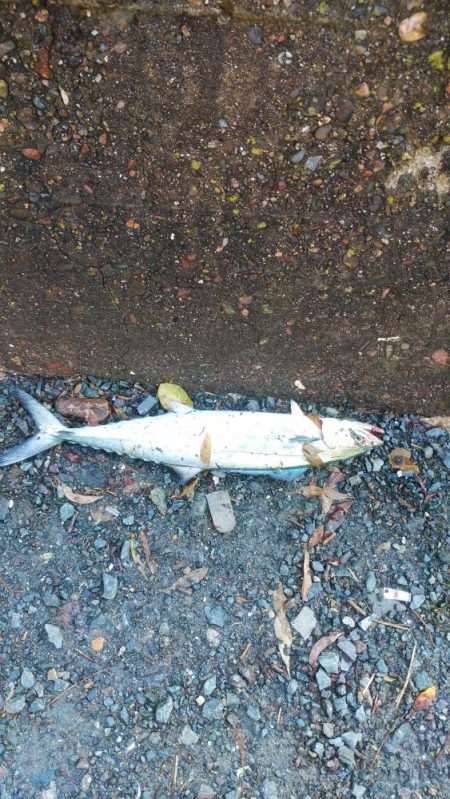 白杉サゴシ続報