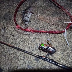 2022/01/04 南港ライトゲーム釣行