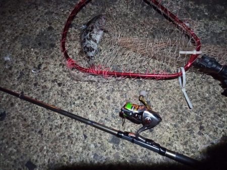 2022/01/04 南港ライトゲーム釣行