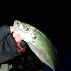 (尺アジ)フロートゲーム