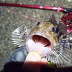 2022/01/05 南港ヘチ釣り