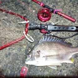 2022/01/07 南港ヘチ釣り