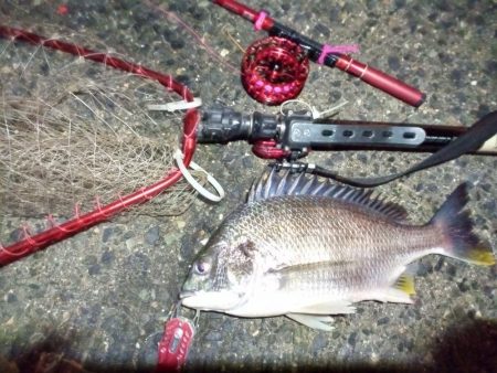 2022/01/07 南港ヘチ釣り