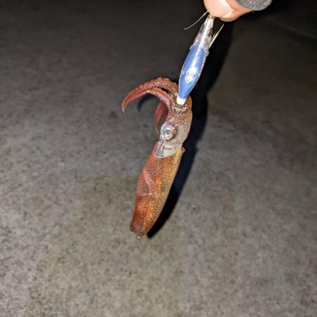 ヒイカと耳イカちゃん