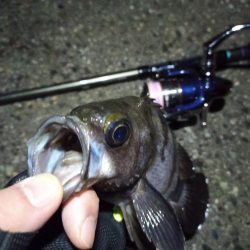 2022/01/08 南港ライトゲーム釣行