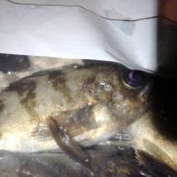 メバルの煮付が食べたくて