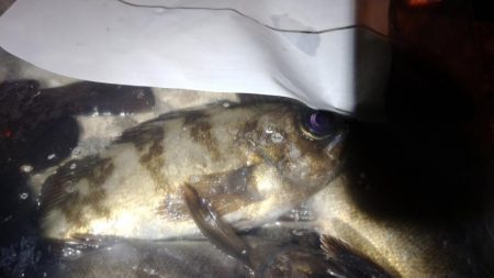 メバルの煮付が食べたくて