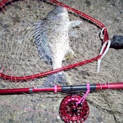 2022/01/09 南港ヘチ釣り