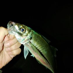 (尺アジ)フロートゲーム