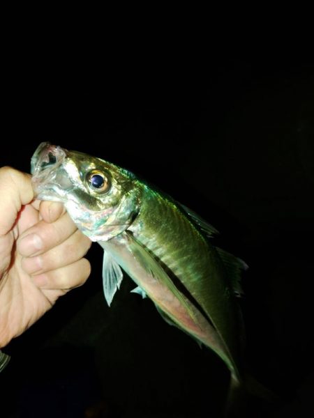 (尺アジ)フロートゲーム