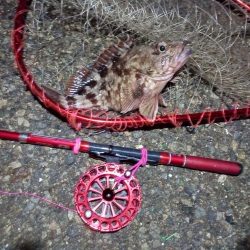 2022/01/12 南港ヘチ釣り