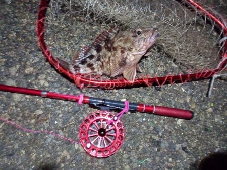 2022/01/12 南港ヘチ釣り