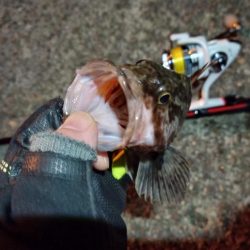 2022/01/13 南港ライトゲーム釣行