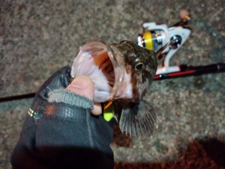 2022/01/13 南港ライトゲーム釣行