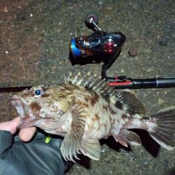 2022/01/14 南港ライトゲーム釣行