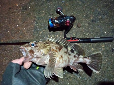 2022/01/14 南港ライトゲーム釣行…