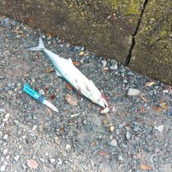 白杉サゴシ状況