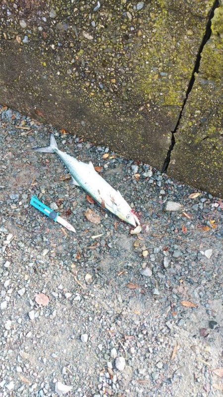 白杉サゴシ状況