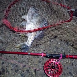 2022/01/15 南港ヘチ釣り