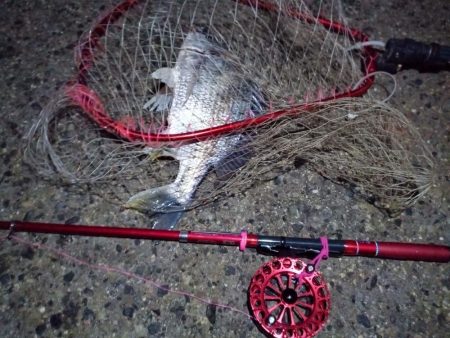 2022/01/15 南港ヘチ釣り