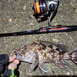 2022/01/16 南港ライトゲーム釣行