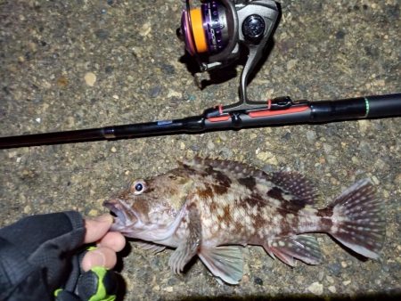 2022/01/16 南港ライトゲーム釣行