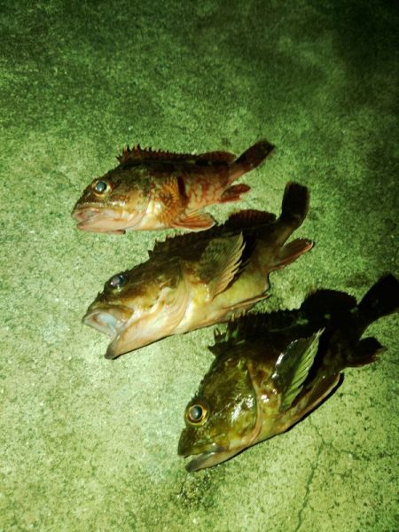 フロートゲーム～