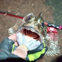 2022/01/18 南港ヘチ釣り